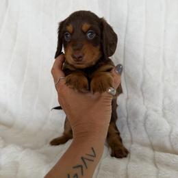 Chocolate and tan boy - Chocolate and tan male Dachshund puppy in Wilton, California from Ranch Raised Doxies