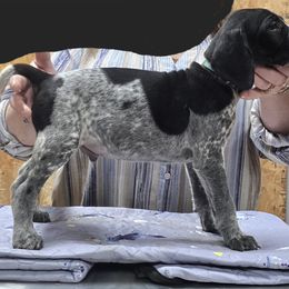 Male 3 - Green - Black roan male German Shorthaired Pointer puppy in Philomath, Oregon from Calvert Kennels
