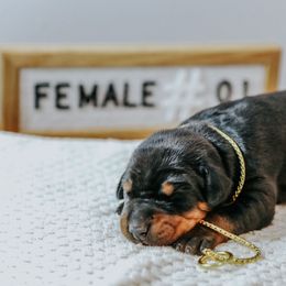Doberman Pinscher Puppies from Defensive Dobermans