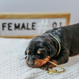 Doberman Pinscher Puppies from Defensive Dobermans