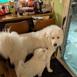 Great Pyrenees Puppies from Bobby Horton