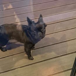 Ellie - Black female French Bulldog puppy in Denison, Texas from Lovemyfrenchies – Stoddard Frenchbulldog's