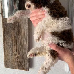 Poodle Puppies from Teton View Kennels