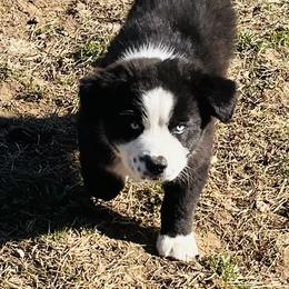 Boy 2 - Black & white male Miniature Australian Shepherd puppy in Pineville, Missouri from Sugarcreek AKC Miniature Australian Shepherds