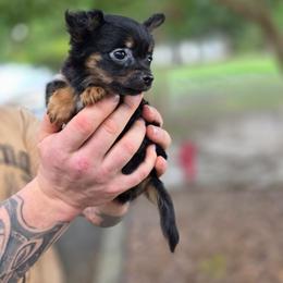 Black Diamond - Black and red male Chihuahua puppy in East Camden, Arkansas from RoyAl