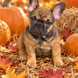 Meet Rosie - Fawn and white female French Bulldog puppy in Spanaway, Washington from Beloved Frenchies