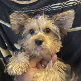 Yorkshire Terrier Puppies from Joy Riley's Yorkies