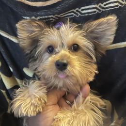 Yorkshire Terrier Puppies from Joy Riley's Yorkies
