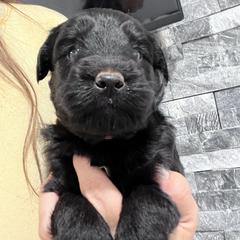 Puppy 1 - Black male Whoodle puppy in Corinth, Maine from Whoodles of Maine
