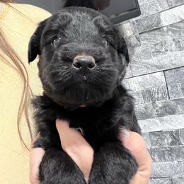 Puppy 1 - Black male Whoodle puppy in Corinth, Maine from Whoodles of Maine