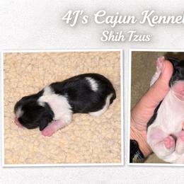 Black parti female - Black and white female Shih Tzu puppy in Eunice, Louisiana from 4J's Cajun Kennels