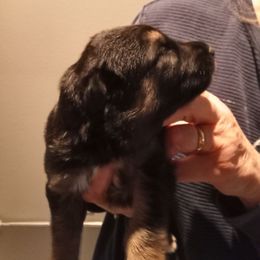 Boy 2 - Black and tan male German Shepherd puppy in Nye, Montana from Duke AKC Shepherds