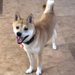 Kuma - Shiba Inu