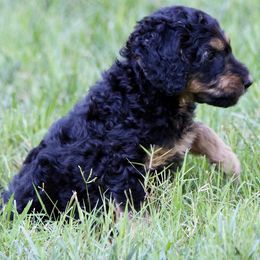 Goldendoodles from JiggyBuck Pups