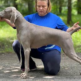 Rain - Weimaraner