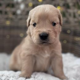 Green Girl - Golden female Golden Retriever puppy in Silver Lake, Indiana from Seven Hills Goldens