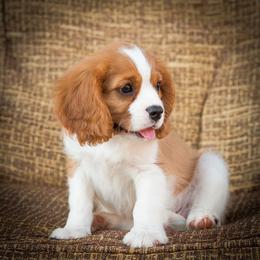 Cavalier King Charles Spaniel Puppies from Phoenix Cavaliers - Cavalier King Charles Spaniels