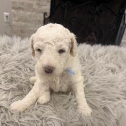 Cash - White male Poodle puppy in Poplarville, Mississippi from Southern Belle Poodles