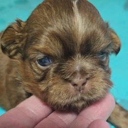 Baby boy 2 - Chocolate male Shih Tzu puppy in Filer, Idaho from Shih Tzu Kennels