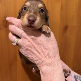 Cree - Chocolate and cream female Dachshund puppy in Heber Overgaard, Arizona from Sonoran Doxies