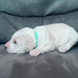 Teal collar - Cream male Poodle puppy in Fruita, Colorado from Switzer Poodles