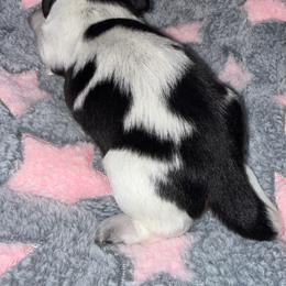 Cookies and Cream - Piebald female Dachshund puppy in Williston, Florida from Teenie Weenie Dachshunds