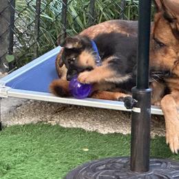 German Shepherd Puppies from Golden Ridge