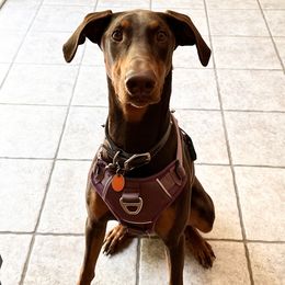 Doberman Pinscher All Grown Up from T.W. Dobermans of New Jersey