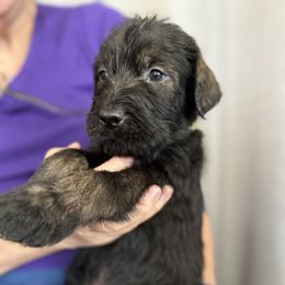 Soren - Pepper and salt male Giant Schnauzer puppy in Goodrich, Texas from Silver Creek Giant Schnauzers