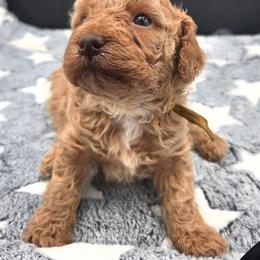Georgia - Red  female Poodle puppy in Covington, Virginia from A  Gift from above kennel,  LLC