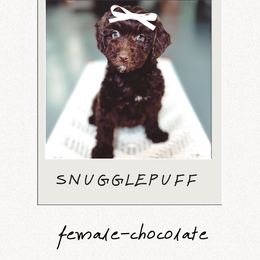 Snugglepuff - Brown female Bernedoodle puppy in Jackson, Missouri from Pincksten Family Doodles