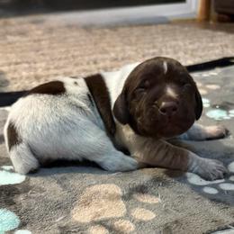 Boy 3 - Liver roan male German Shorthaired Pointer puppy in Troy, North Carolina from Uwharrie GSP