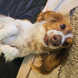 Poppie - Piebald female Dachshund puppy in Stillwater, Oklahoma from Shade Tree Dachshunds