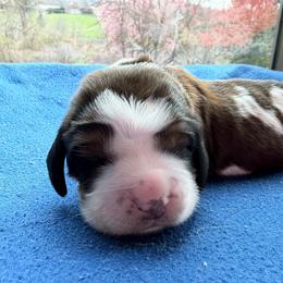 Clutch - Tri-Roan male English Springer Spaniel puppy in Robesonia, Pennsylvania from Rogue Mountain Manor