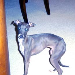 Lola - Italian Greyhound