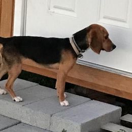 Beagles from Lil Kountry Pocket Beagles