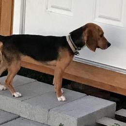 Beagles from Lil Kountry Pocket Beagles