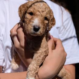 Pink Collar - Apricot female Goldendoodle puppy in Olympia, Washington from Sinclairdoodles