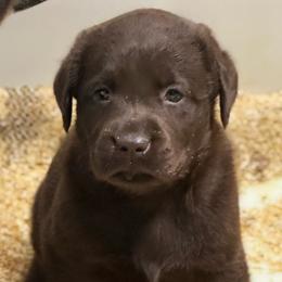 Heather - Chocolate female Labrador Retriever puppy in Silver Springs, New York from Humehill