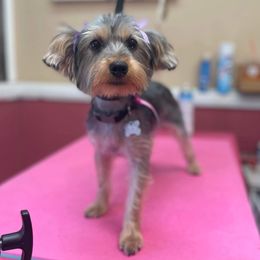 Beretta - Yorkshire Terrier