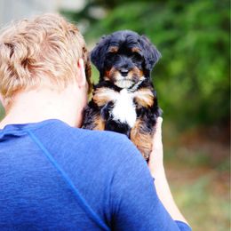 Sabura - Tri-color male Bernedoodle puppy in Washington from Doodle Love