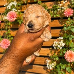 Draco - Green Collar Boy - Cream male Goldendoodle puppy in Yakima, Washington from HoneyPaw Doodles