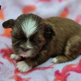 Lydia Girl 1 - Red female Shih Tzu puppy in Oakville, Washington from Garrard Creek Shih Tzus