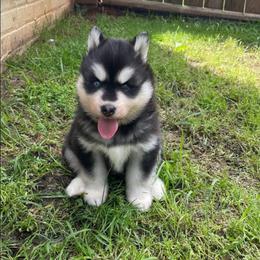 Cannoli - Black and white male Siberian Husky puppy in Elkin, North Carolina from Blue Ridge Shadow Huskies