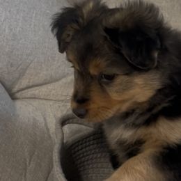 Miniature Australian Shepherds from West Texas Aussies