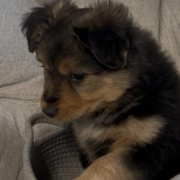 Miniature Australian Shepherds from West Texas Aussies
