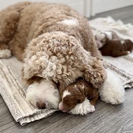 Goldendoodle Puppies from Doodle Bears of Southern Utah
