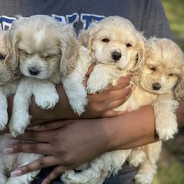 Cocker Spaniel Puppies from Taylor’s Cockerspaniels