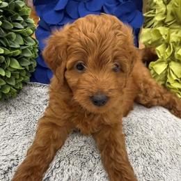 Max - Red male Double Doodle puppy in Lagrange, Georgia from Abbott Mini Doodles