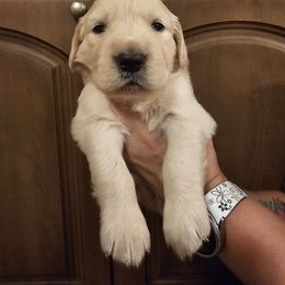 Boy 1 - Light golden male Golden Retriever puppy in Middleburg, Florida from Rise and Shine Goldens